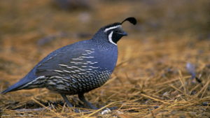 This bird thinks it is a dogThis bird thinks it is a dog ? ? ?