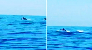 Video/ Pamje të mrekullueshme nga Jala