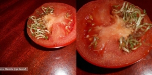 Ushqimet/ Gjëmën nuk e bën mishi i Brazilit, por “bio-t” e katundarëve. Ja pse!