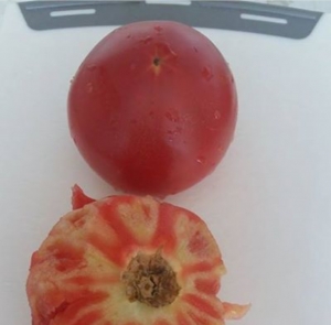 Shihni njerëz domatet që hamë. Kancer i blerë me lekë.