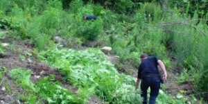 Tepelenë /Hashashi  në Tepelenë, kush e informoi policinë?