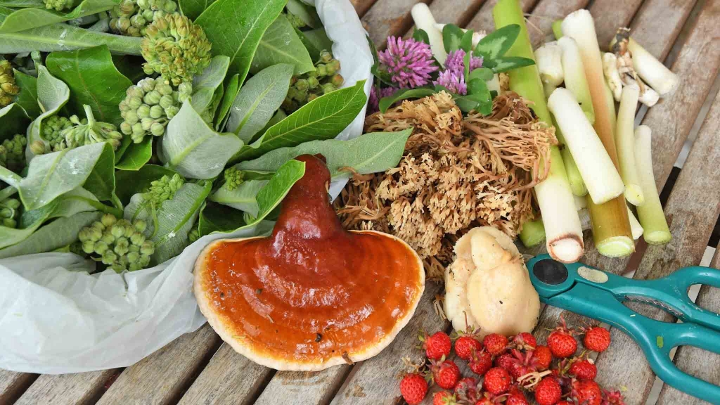 Pukë – Zbulohet Kërpudha e Rrallë e Përjetësisë