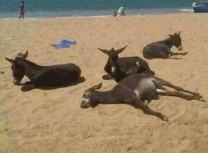 Foto e dites