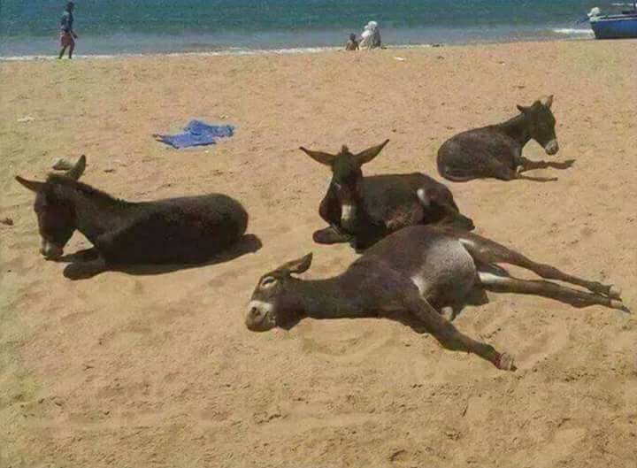 VETEM NE SHQIPERI