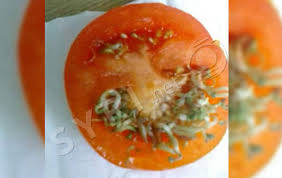 Vrasësi i heshtur që po bën kërdinë në Shqipëri