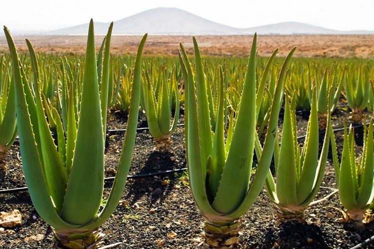 Kultivimi i Aloe Verës në Shqipëri – Një Biznes Fitimprurës