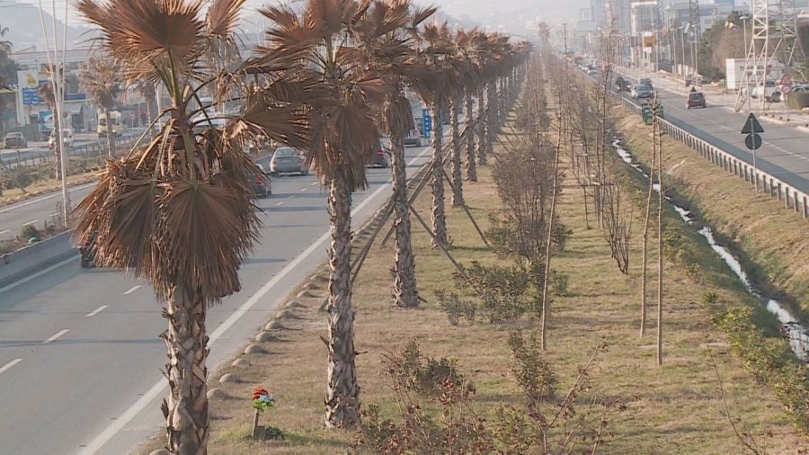 Palmat e thara të autostradës, Bashkia Tiranë do t’i zëvendësojë me pisha, kosto 2.5 milionë euro