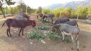 Politikani paguan dëmin/Tetë ditë burg për gomerët që shkelën ligjin