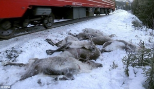 Masakër në Norvegji, treni i mallrave vret 106 drerë të egër