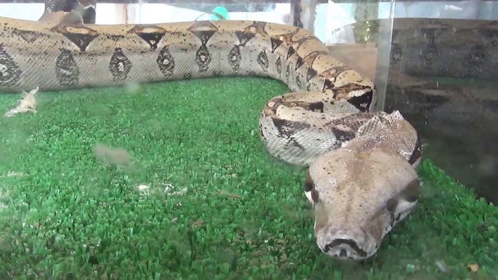 Kap pitonin dhe e mbyll në një vazo në shtëpi, gjarpri shpëton dhe e mbyt