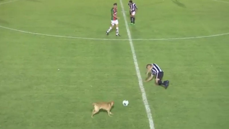 Qeni hyn në fushë dhe rrëzon futbollistin! – VIDEO