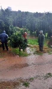 FOTOAJM/Shqipetaret ne Agrinio duke vjelur portokalle neper shi…