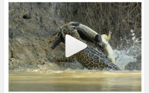 Video/Pantanal, ??