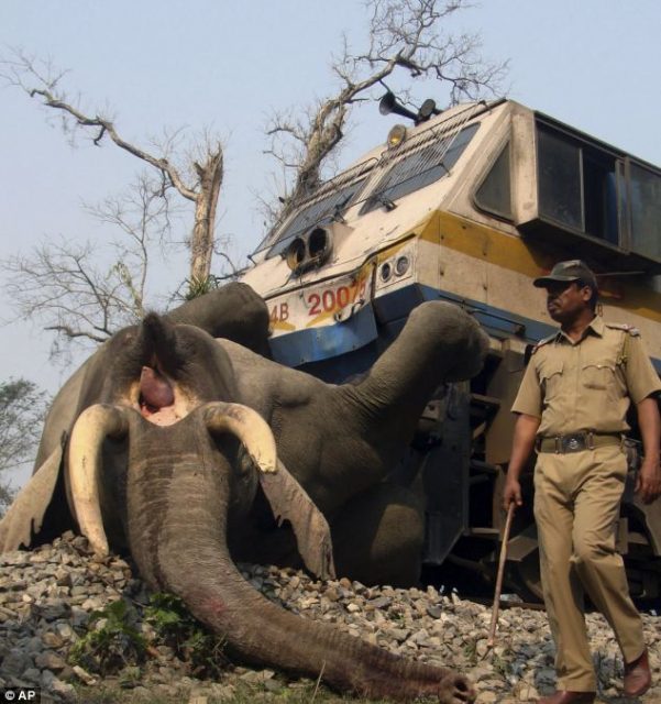 Treni përplaset me një elefant të rritur