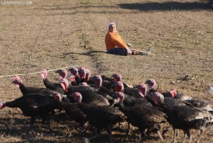 Banorët e kësaj zone të kenë kujdes kur të blejnë gjel për Vit të Ri, mund të jenë të…