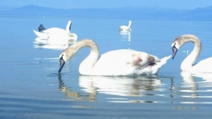 Pendohet që u ofroi pulëbardhave ushqim, shpëtoi vetëm pasi hyri në ujë