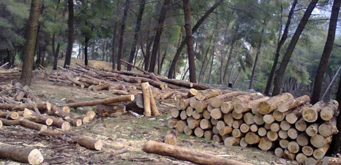 Inspektorati pyjor, atje ku marrëzitë po kalojnë limitet