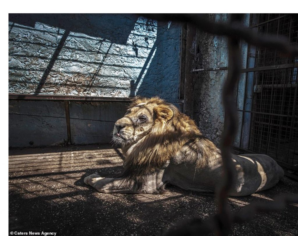 Daily Mail publikoi kushtet skandaloze ku jetonin, shpëtohen kafshët në kopshtin zoologjik të Fierit