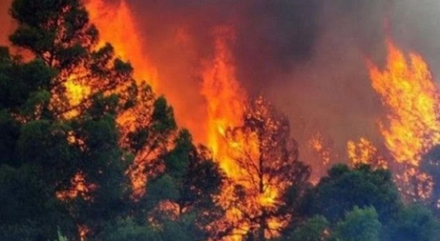 Përfshihet nga flakë një sipërfaqe pyjore në Krujë