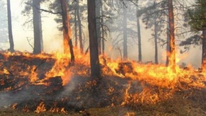 ZJARRI ‘PËRPIN’ NJË SIPËRFAQE TOKE ME PISHA DHE ULLINJ, FLAKËT FAVORIZOHEN NGA ERA