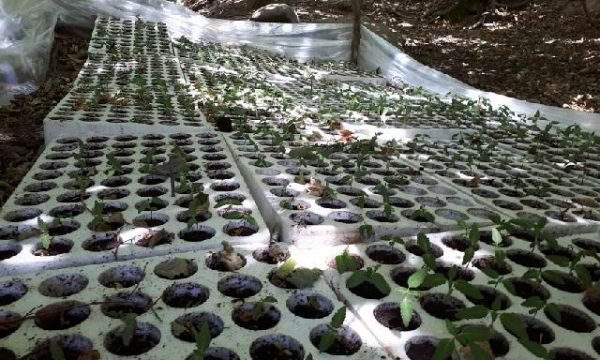 Kishte mbjellë serë me hashash, si u kap 50- vjeçari