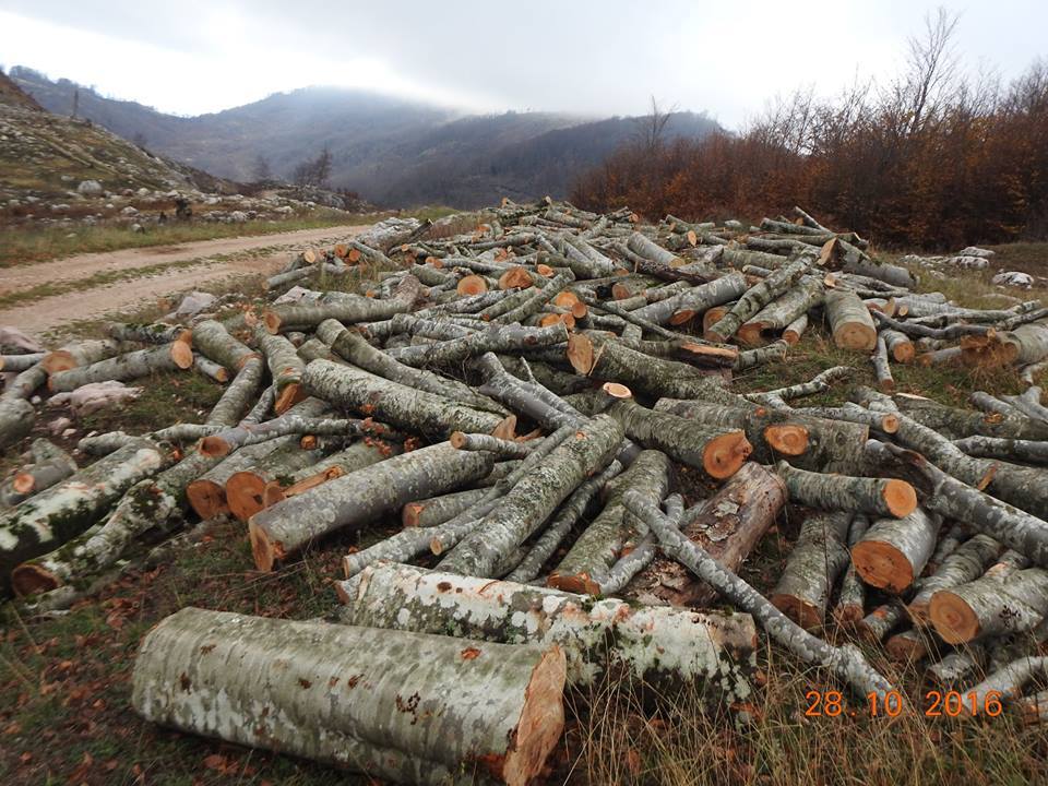 Shqipëria pa gjelbërim, Raporti: Vendi e ka humbur betejën kundër shpyllëzimit