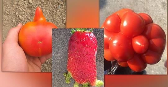 ALARM/PESTICIDET KONTRABANDË ‘PUSHTOJNË’ TREGUN, RREZIKSHMËRIA QË KANOS ÇDO DITË JETËN E KONSUMATORIT