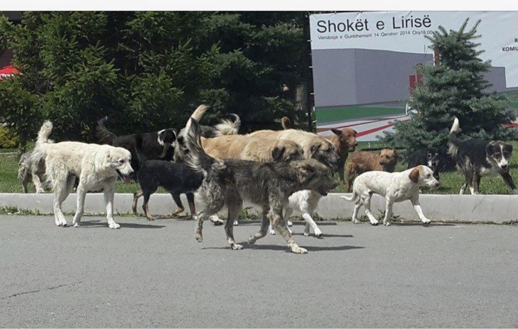 Burg për njerëzit në rrugë dhe liri për… qentë e rrugës