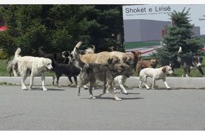 Burg për njerëzit në rrugë dhe liri për… qentë e rrugës