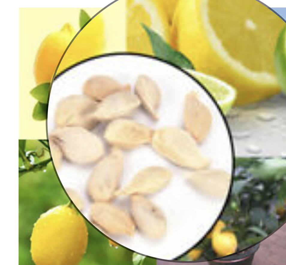 Largoni dhimbjet e kokës me fara limoni