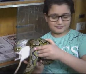 VIDEO/ Vetëm 11 vjeç, ka një duzinë gjarpërinjsh në shtëpi