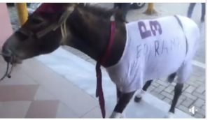 VIDEO/ Në qendrën e votimit shkon edhe një “votues” shumë i rrallë