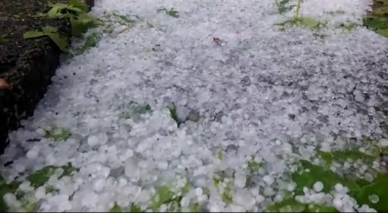 Shiu dhe breshëri ,dëmton rëndë prodhimet në Elbasan