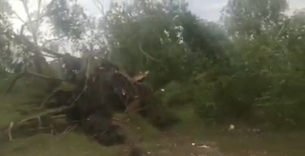 VIDEO/Stuhia shkul pemë shekullore në Velipojë