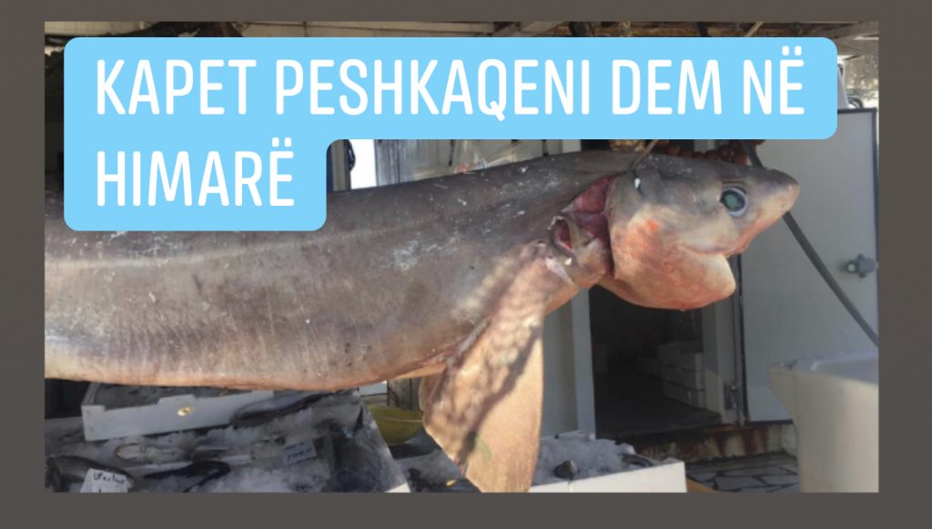 FOTO/ Peshkaqeni njihet si një nga speciet e