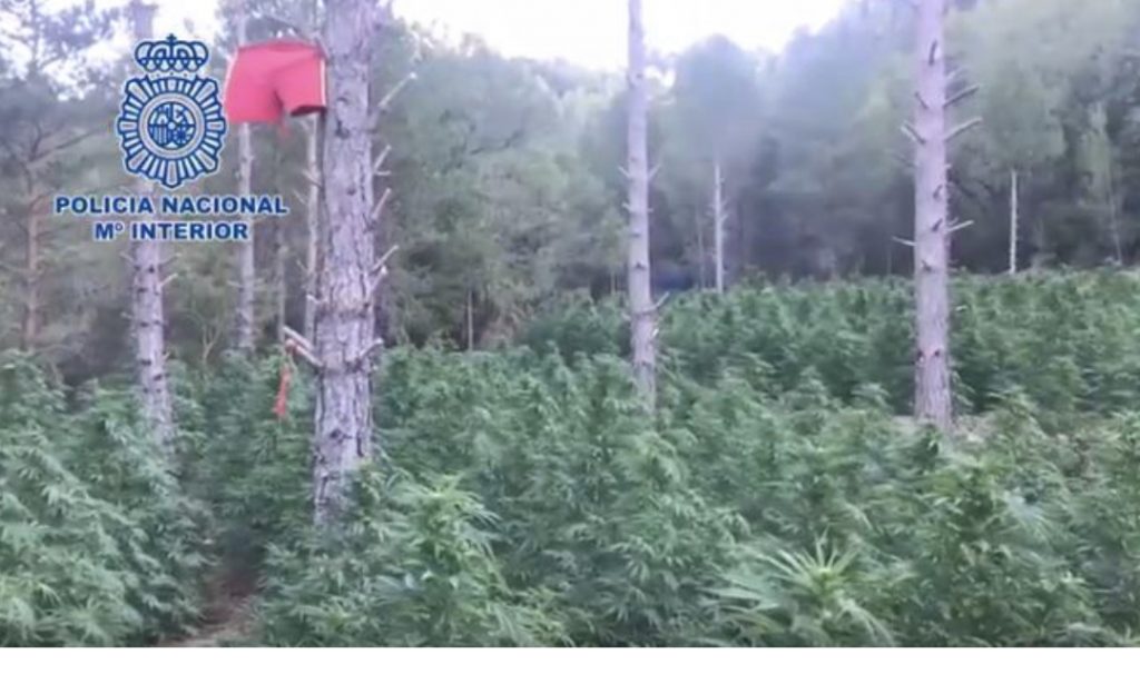 Pranga 6 shqiptarëve, u kapën me 16 mijë bimë  marijuanë të fshehura brenda pyjeve spanjolle