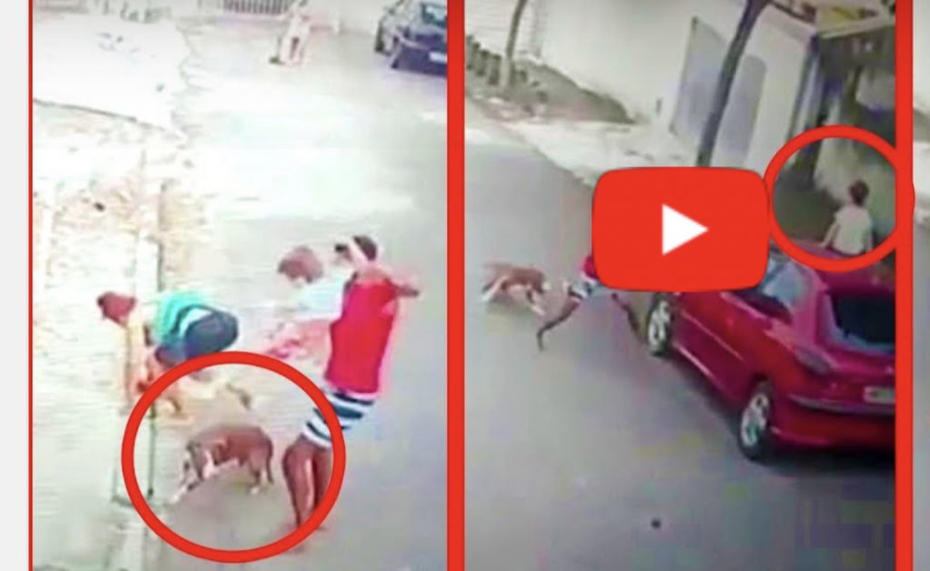 VIDEO/ Pitbulli sulmon pa mëshirë fëmijën 4 vjeçar