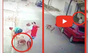 VIDEO/ Pitbulli sulmon pa mëshirë fëmijën 4 vjeçar