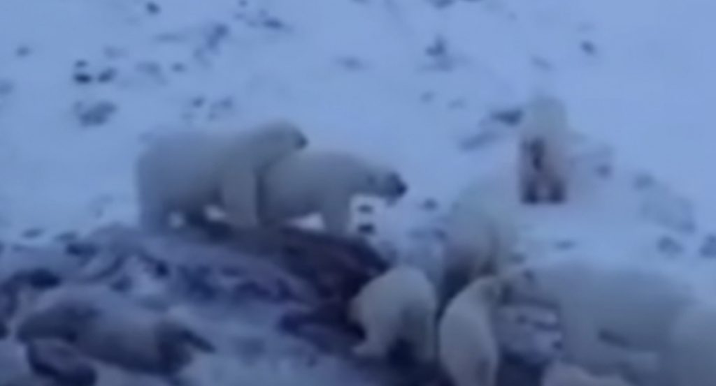 Arinjtë polarë në Arktik po hanë këlyshët e tyre