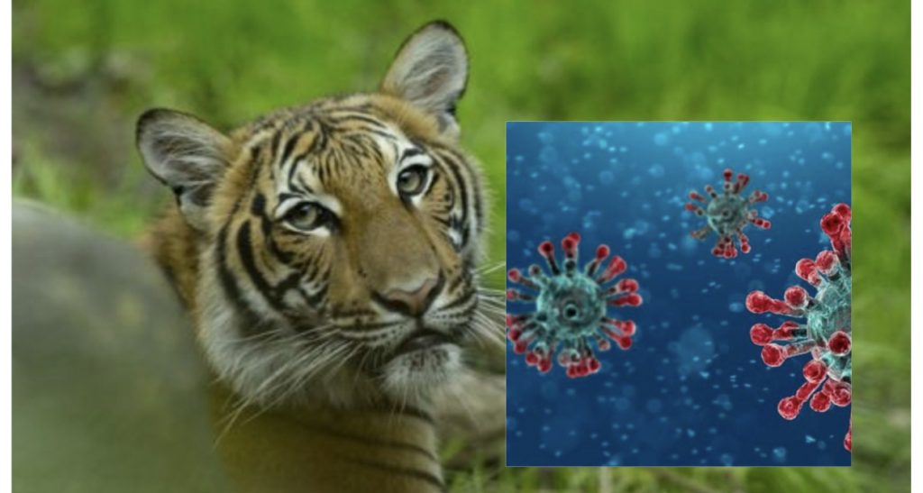 Një tigër me koronavirus, u infektua nga rojtari