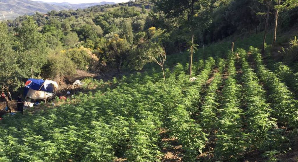 Kultivonin kababis, 3 në pranga dhe 2 në krkim, procedohet edhe e moshuara (EMRAT)