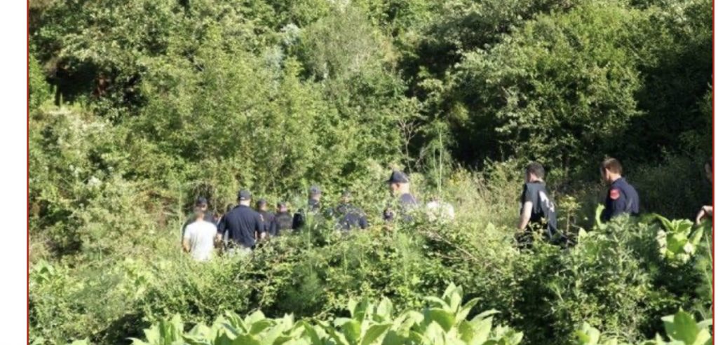 Zbulohet parcela me 2500 rrënjë kanábis, arrèstohen burrë e grua