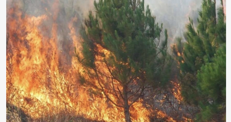 Zjarr    në masivin  e Prullit të Lezhës, zjarrfikëset e kanë të vështirë ndërhyrjen