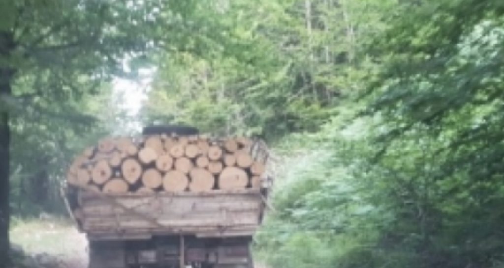 Kërcënuan me kaçavidë përgjegjësin e pyjores, arrestohet 27 vjeçari në Elbasan, në kërkim 3 të tjerë