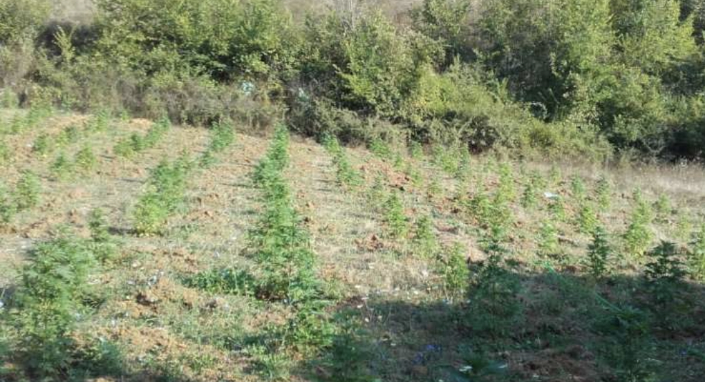 Arrestohen dy vëllezërit , tentuan të kultivojnë kanabis