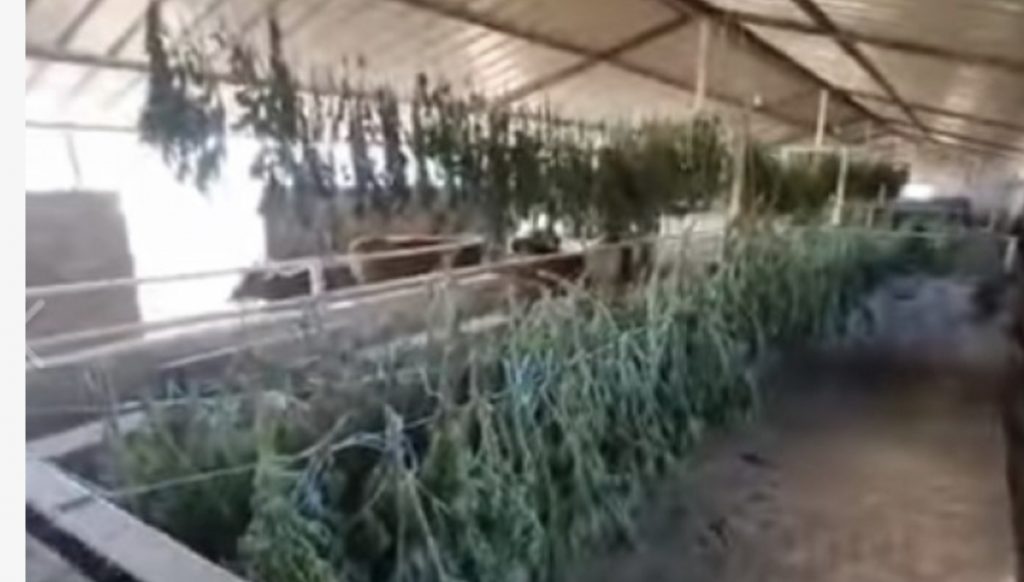 Artan Hoxha publikon videon, stalla e lopëve përdoret për tharjen e kanabisit: Nuk kanë nevojë për subvencione e as për pagë lufte, madje…