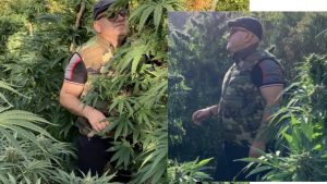 Gazetari bën foto nê mes të bimëve narkotike :Mirëmëngjes Shqipëri…