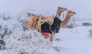 Dëborë në Sahara!