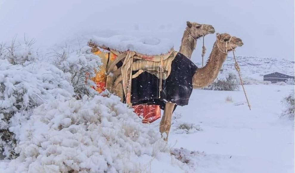 Dëborë në Sahara!