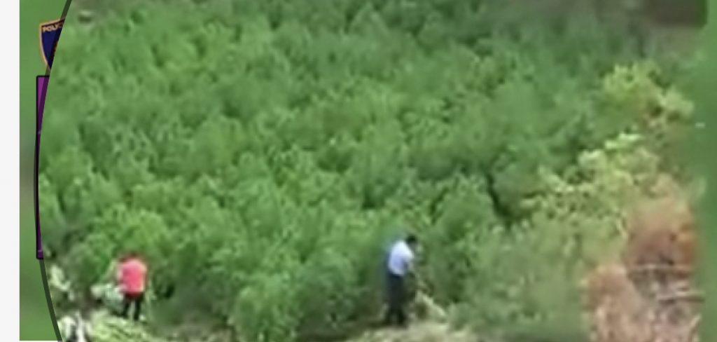 Operacioni antikanabis në Skrapar, policia jep informacion: 15 të arrestuar